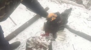 КАК ЗАРУБАТЬ ПЕТУХА В ДОМАШНИХ УСЛОВИЯХ