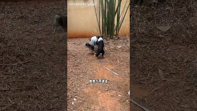 三只边牧一台戏 смотреть онлайн