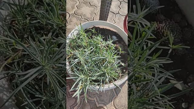 черенкование гвоздики многолетней. смотреть онлайн