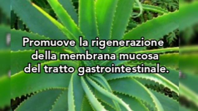Aloe Vera Juice Nature's Sunshine Products смотреть онлайн