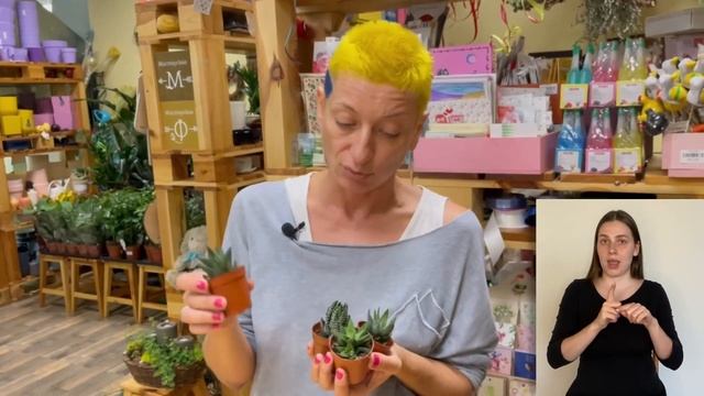 Хавортия { СУРДОПЕРЕВОД } пампушка суккулент | Как ухаживать за хавортией смотреть онлайн