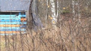 Путешествие по деревням русской глубинки на болото за клюквой.