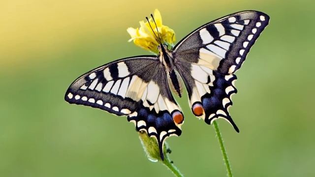 Махаон или Махаон обыкновенный (лат. Papilio machaon) смотреть онлайн