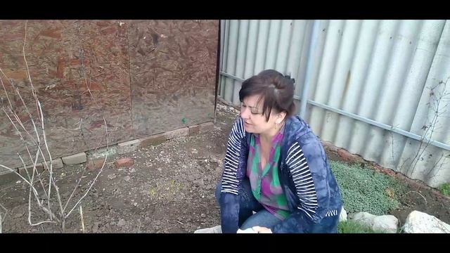 Первая весенняя подкормка роз и клематисов! смотреть онлайн