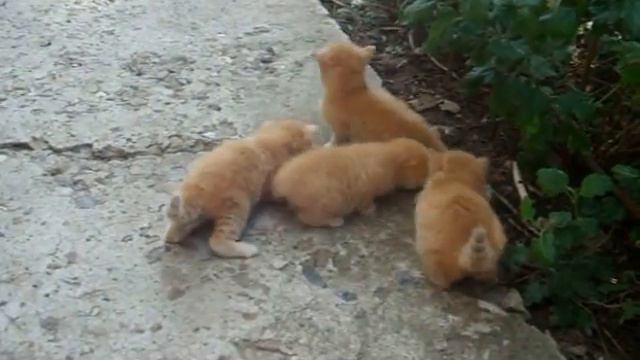 оранжевые коты зовут маму смотреть онлайн