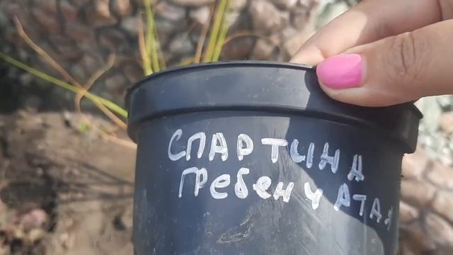 РАСТЕНИЯ ДЛЯ БЕРЕГОВОЙ ЛИНИИ ДЕКОРАТИВНОГО ПРУДА. САДОВЫЙ ЦЕНТР "ДревоСад". смотреть онлайн