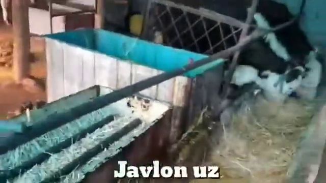 UYDA OQBOSH MOLLARNI BOQISH  JAYDARI NOVVOSLARNI SEMIRTIRISH