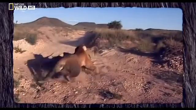 Тигр и человек / Борьба двух тигров смотреть онлайн