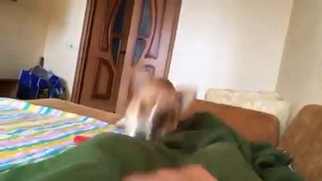 Элвис смотреть онлайн
