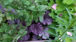 Гейхеры и Гейхереллы без пересортицы из Егорьевского тепличного комбината. Их развитие за сезон.