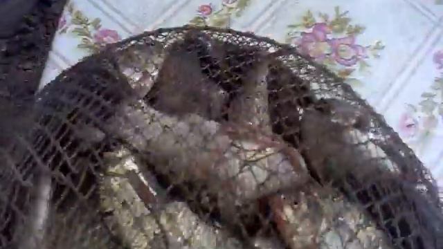 22 04 2012 3 кг карасей! смотреть онлайн