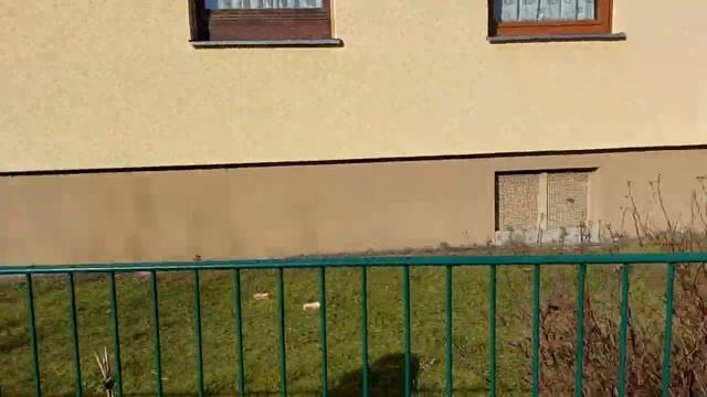 Ландыши в феврале в Германии уже цветут@polsveta50 смотреть онлайн