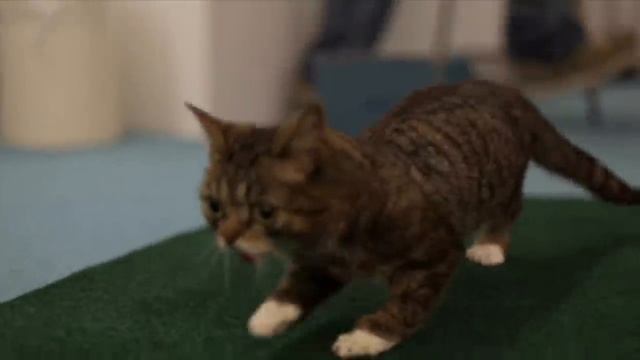 Farewell, Grumpy Cat смотреть онлайн