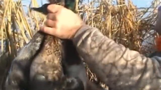 murat baysal ipsala ördek avı смотреть онлайн