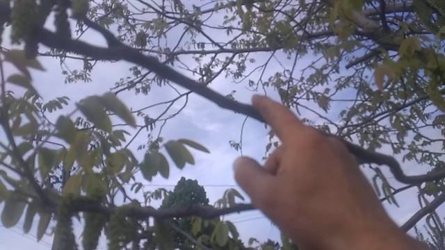 На чем плодоносит грецкий орех смотреть онлайн