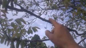 На чем плодоносит грецкий орех