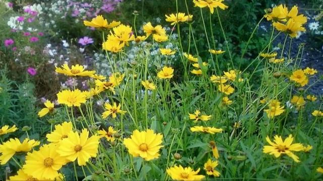 Самые Долгоцветущие цветы, посев на рассаду В МАРТЕ 2 выпуск смотреть онлайн