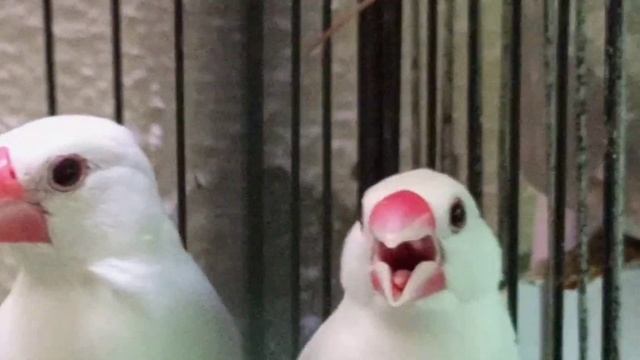 Java Birds Le Aya Mai?New entry mere setup pe Beautiful #babapetsinfo #java #javasparrow смотреть онлайн