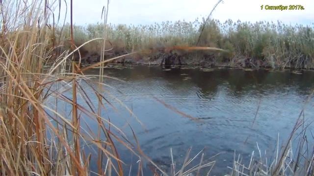 Ловля Щуки. Осенний жор. Fishing for pike. смотреть онлайн