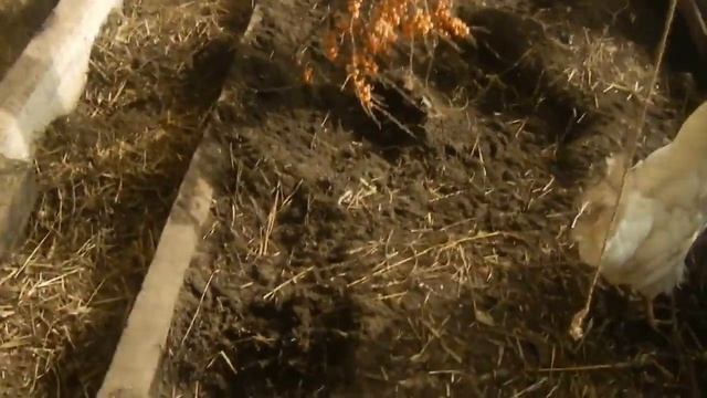 Куры в теплице на даче - Наступил март смотреть онлайн