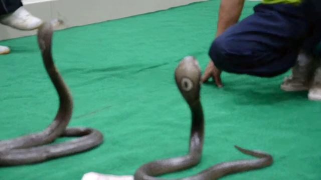 ПХУКЕТ ЧАСТЬ 17 (ЗМЕИНАЯ ФЕРМА.) смотреть онлайн