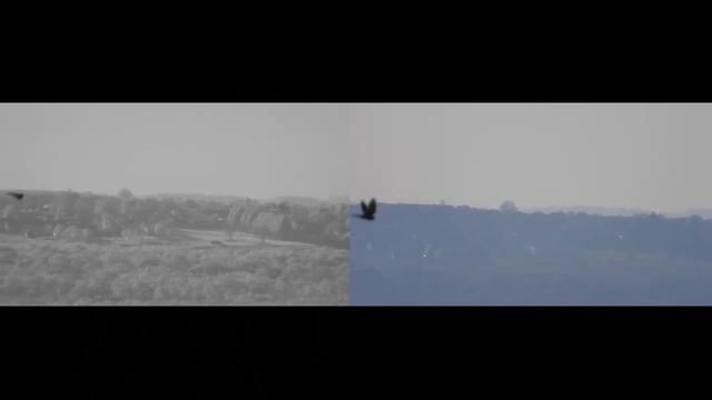 Nikon P900 Infra Red conversion and P1000 Full Spectrum side by side test. смотреть онлайн