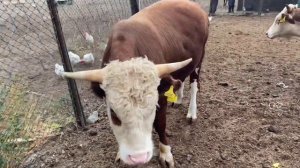 Откорм бычков , проблемы с ногами и вздутие живота . Рассказываю какие мери принимаем, лечим и.т.д