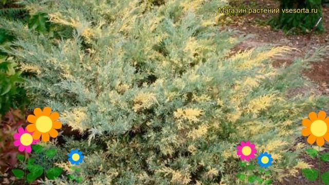 Можжевельник средний Блю энд Голд. Краткий обзор, описание juniperus x pfitzeriana Blue and Gold смотреть онлайн