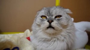 ПИШЕМ ПИСЬМО ДЕДУ МОРОЗУ ОТ ПИТОМЦЕВ! КОТ КЕВИН И БИЛЛИ ПРИДУМАЛИ ПОДАРКИ