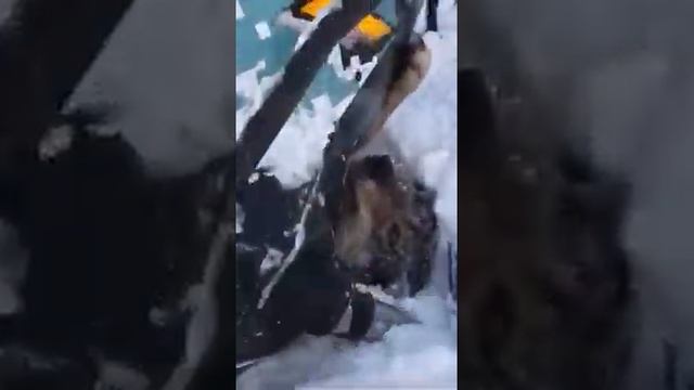 Поймал волка снегоходом смотреть онлайн