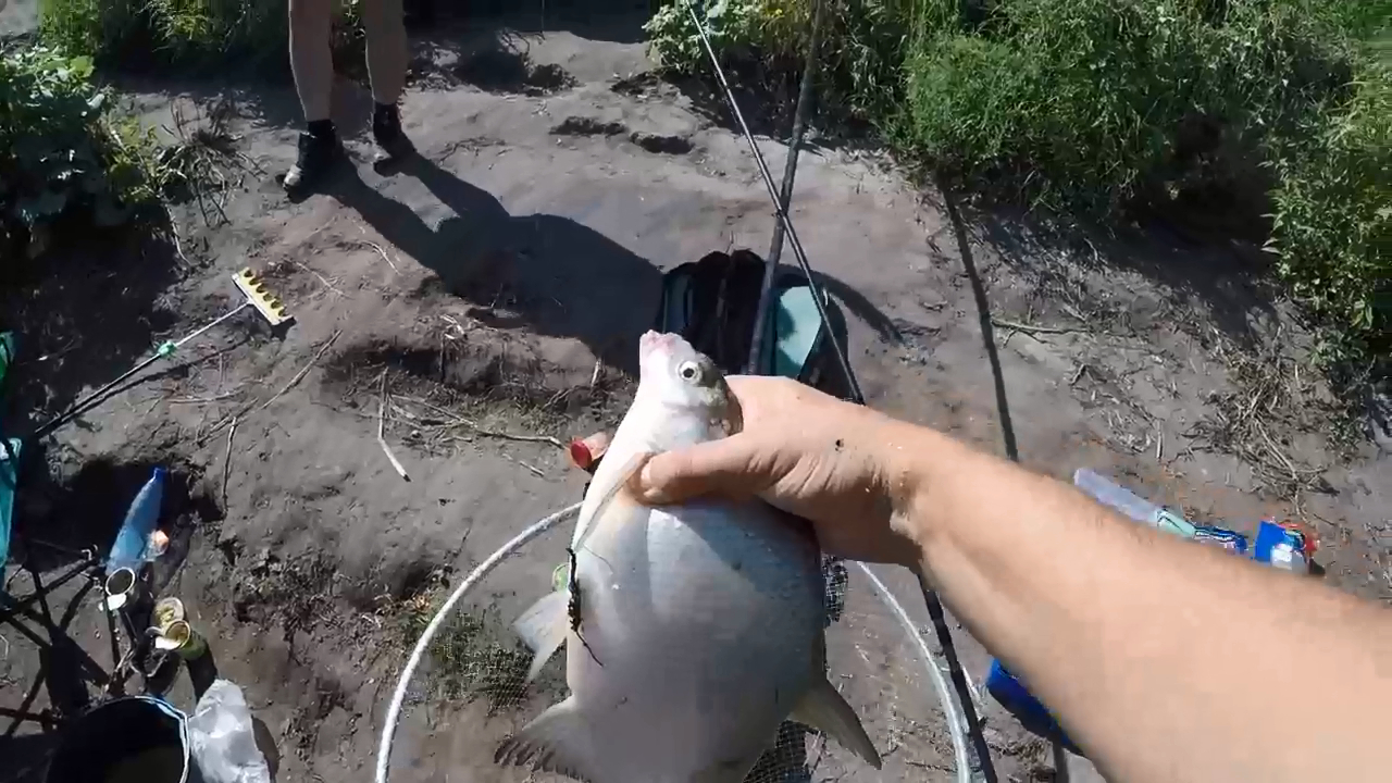 Отличный клёв зачётного леща и крупного карася!