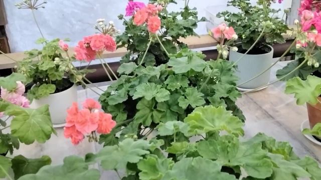 #483.Сорта пеларгоний,которые меня УДИВИЛИ,ПОРАЗИЛИ,ВОСХИТИЛИ! смотреть онлайн