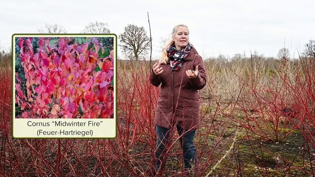 Cornus Sibirica - Ein Geheimtipp für jeden Garten смотреть онлайн