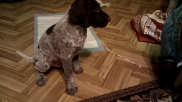 Apach - GSP - first day at home смотреть онлайн