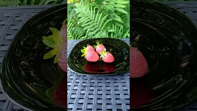 strawberry Florida Beauty ...клубника Флорида Бьюти смотреть онлайн
