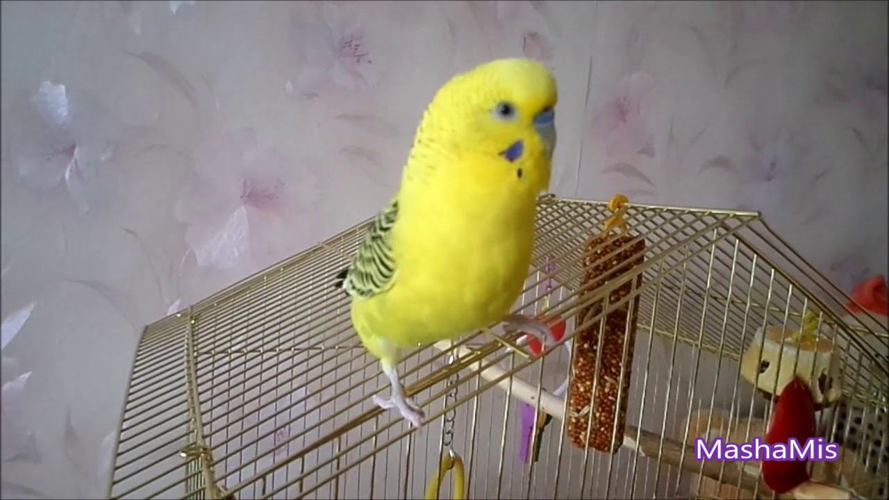 Танцует попугай Петруша/Dancing parrot смотреть онлайн