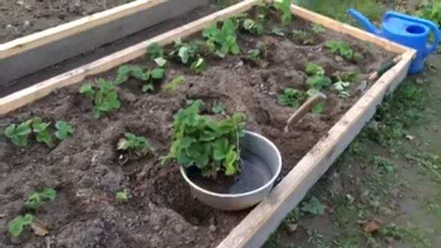 Осенняя посадка клубники- Правильно. смотреть онлайн