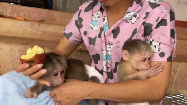 Super cute Alien Monkey & Alice Monkey's attitude when sulked mom, Bibi refuse to eat apple