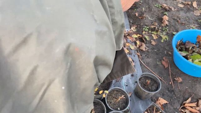 Сохранить укоренные черенки зимой в прикопе. Я перекапываю теплицу. Архив начала ноября 2023. смотреть онлайн