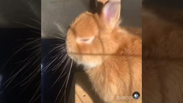 #кролики #милашка #кошка #животные #красавчик #shorts смотреть онлайн