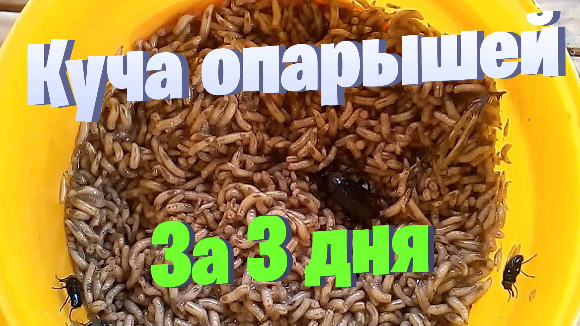 Куча опарышей за три дня. Разведение опарышей в домашних условиях. смотреть онлайн