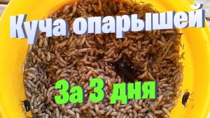 Куча опарышей за три дня. Разведение опарышей в домашних условиях.
