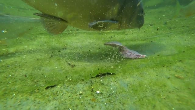 FIERCE battle for PORK LIVER! - CARP CATFISH TENCH and others in HD! смотреть онлайн
