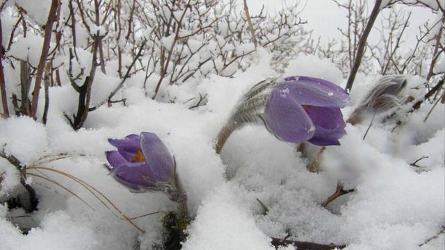 771.♫..Вивальди - «Времена Года (Весна) (Allegro)» смотреть онлайн