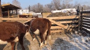 Купил овец .