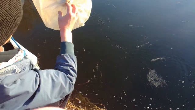 Выпускаю 1000 штук малька белого амура в свой пруд! смотреть онлайн