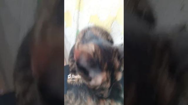 #Котики смотреть онлайн