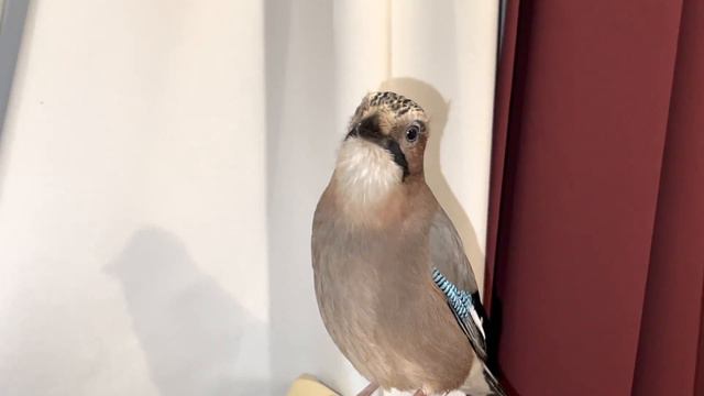 СОЙКА ДОМА МЯУКАЕТ, ЧИРИКАЕТ 💙 смотреть онлайн