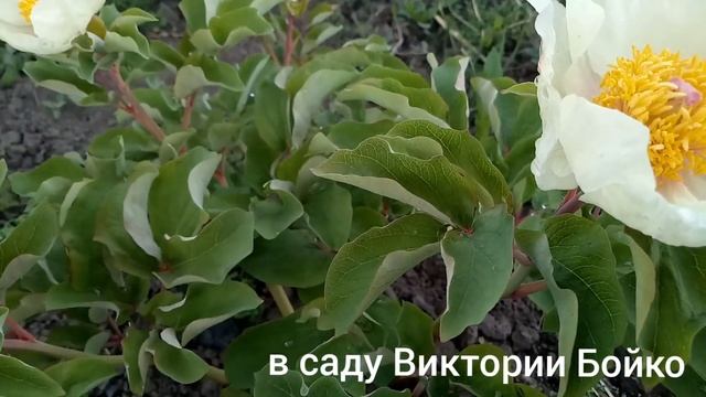 Обзор . Цветение ранних пионов . mlokosewitschii, Nosegay, daurica. смотреть онлайн