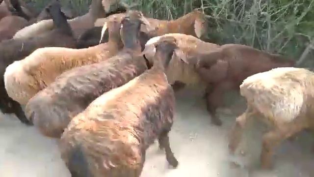 Гисар кози кочкорлар сотилади . Оптом 14000 дан .10 адир . Почта . 0558 81 86 68 смотреть онлайн